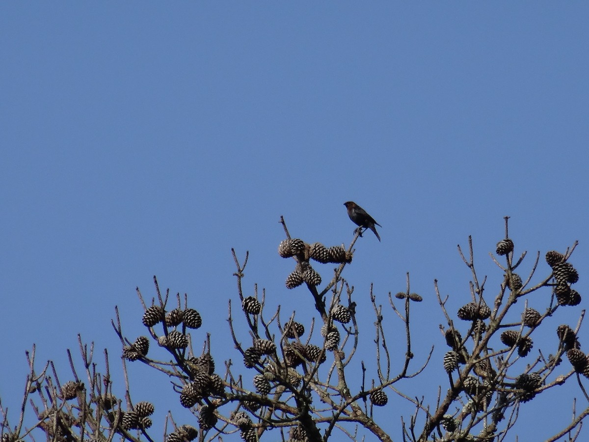 Brown-headed Cowbird - ML637511199