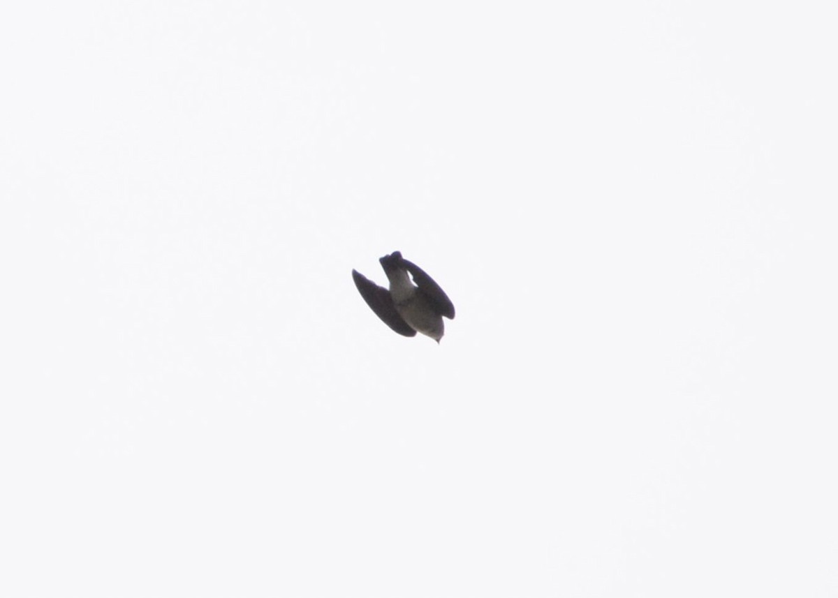 Black-capped Swallow - ML637511207