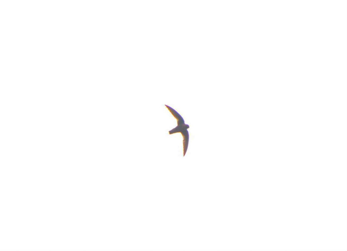 Chestnut-collared Swift - ML637511223