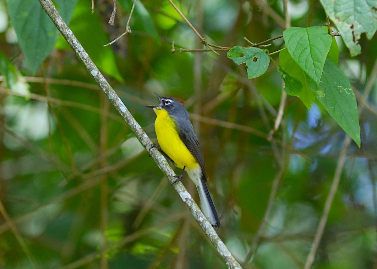 Brown-capped Redstart - ML637511227