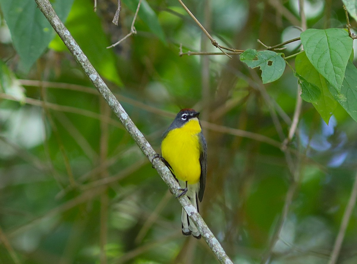 Brown-capped Redstart - ML637511228