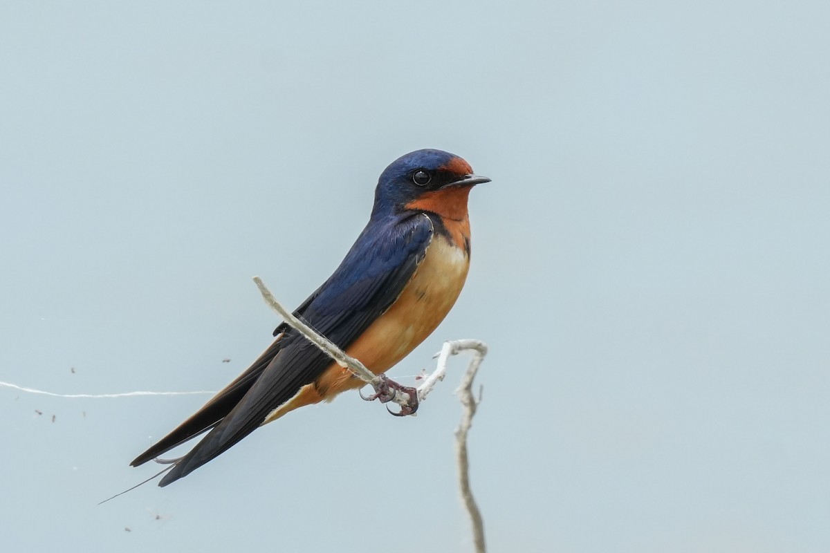 Barn Swallow - ML637511311