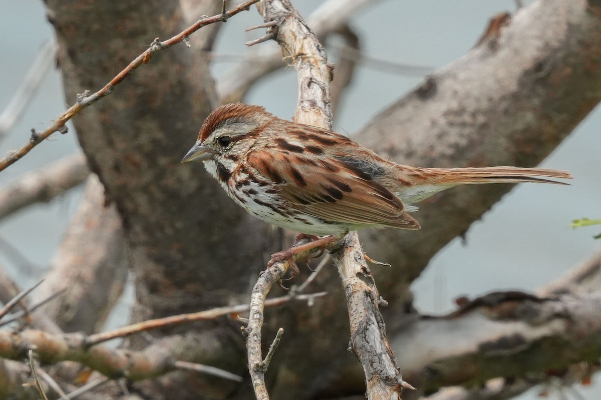Song Sparrow - ML637511317