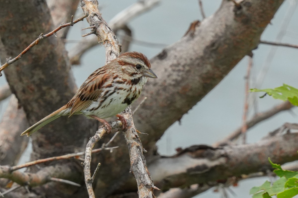 Song Sparrow - ML637511318