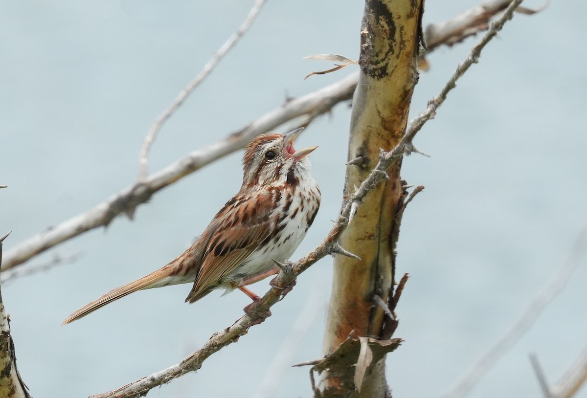Song Sparrow - ML637511320