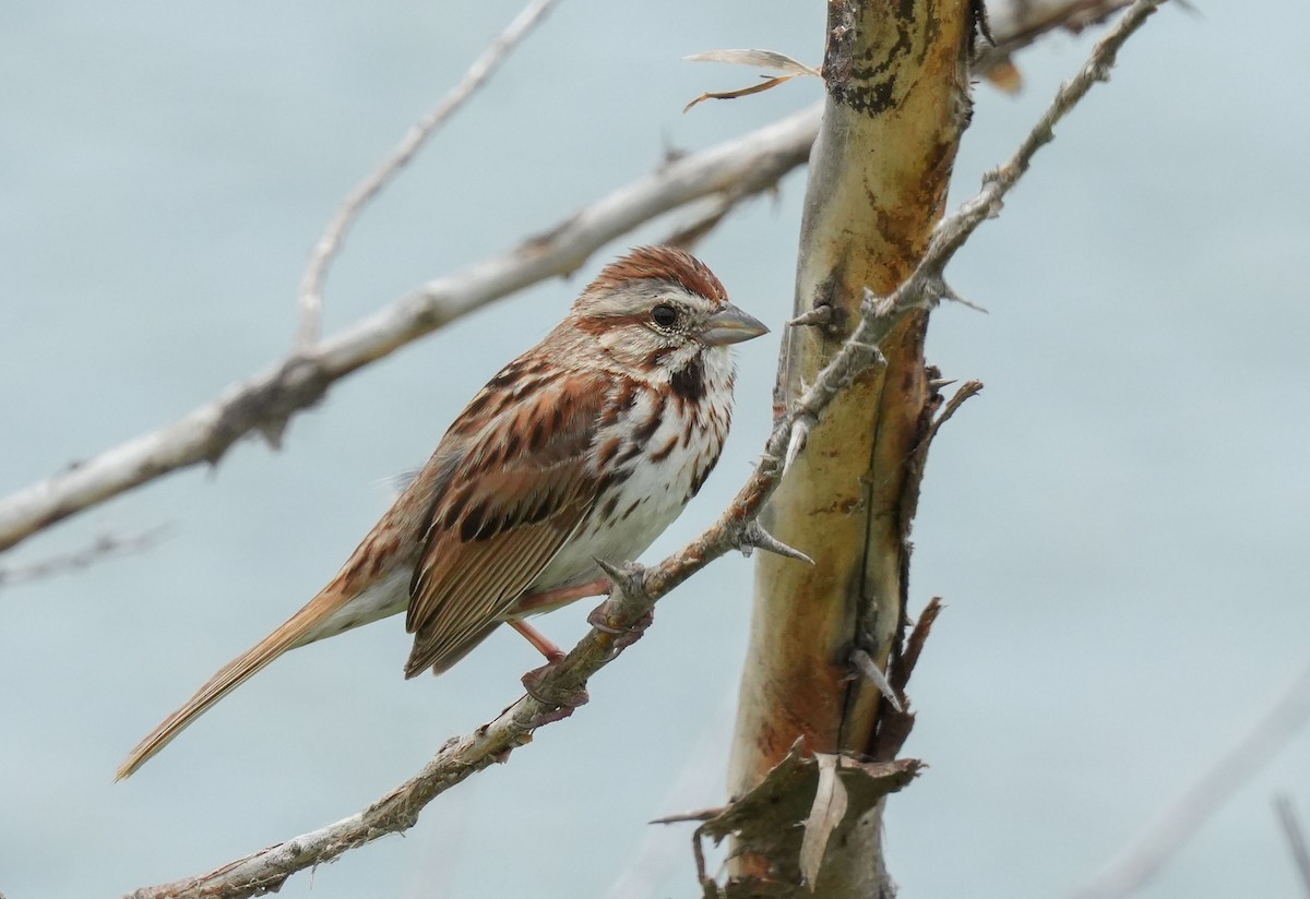 Song Sparrow - ML637511324