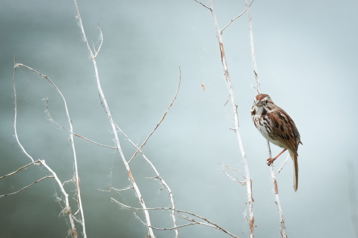 Song Sparrow - ML637511330