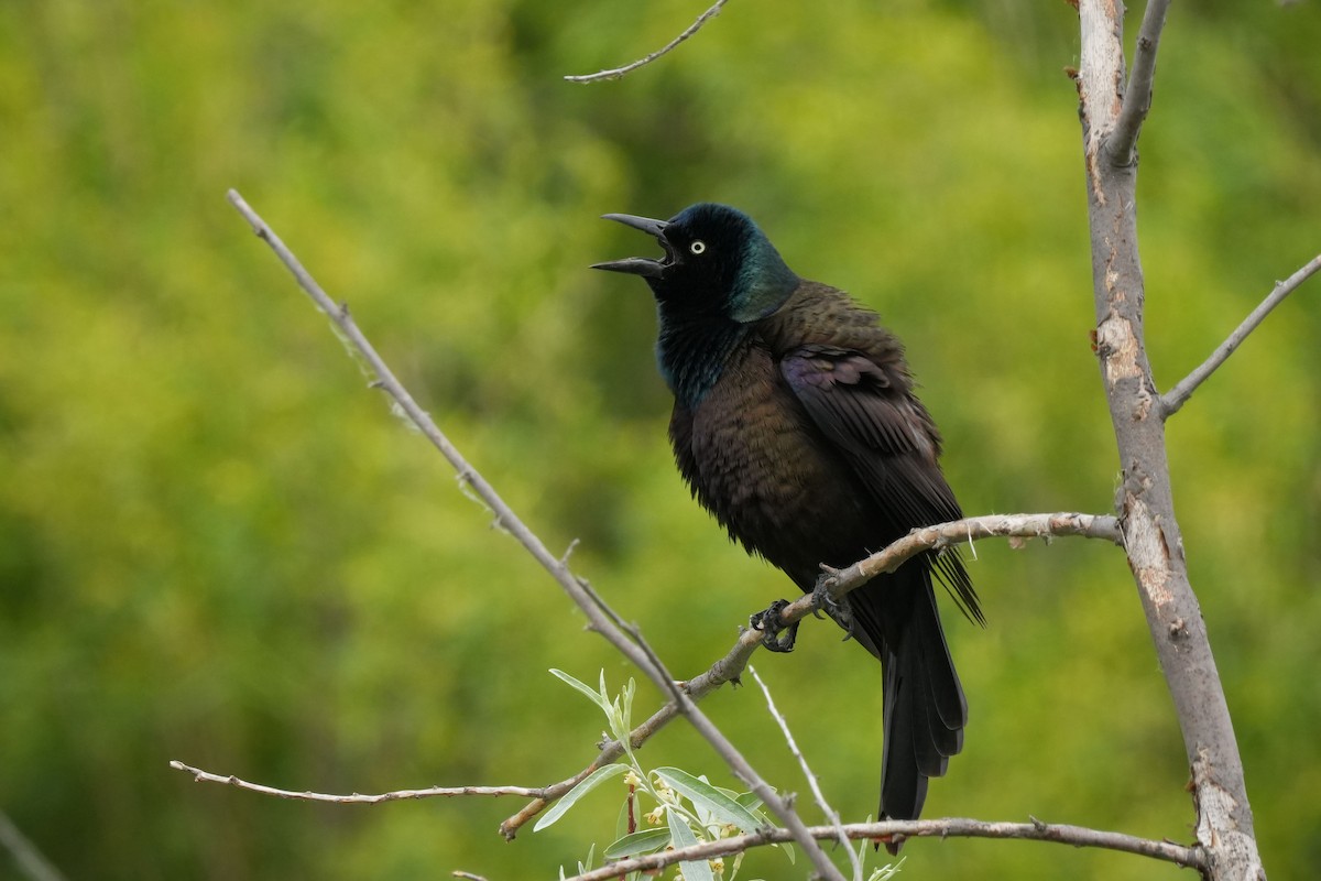 Common Grackle - ML637511352