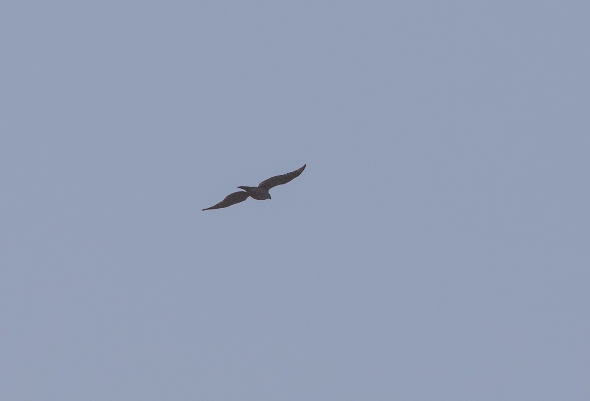 Eurasian Goshawk - ML637511367
