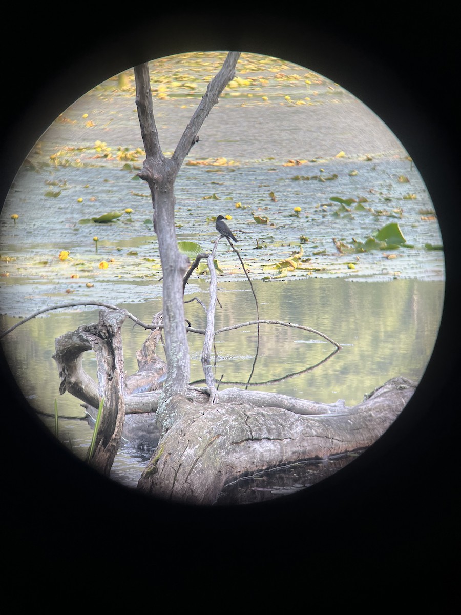 Eastern Kingbird - ML637511408