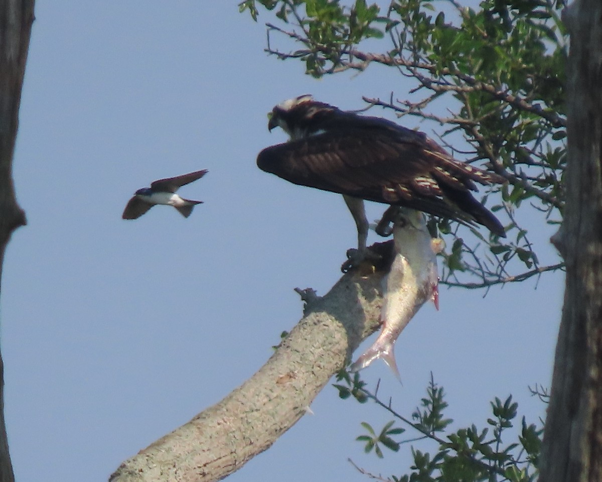 Tree Swallow - ML637511521