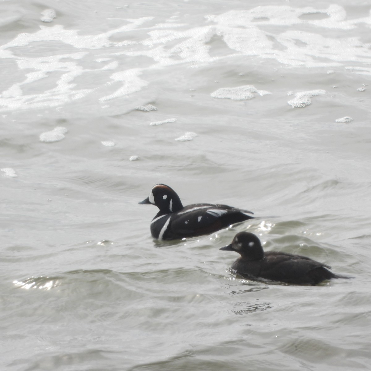 Harlequin Duck - ML637511589
