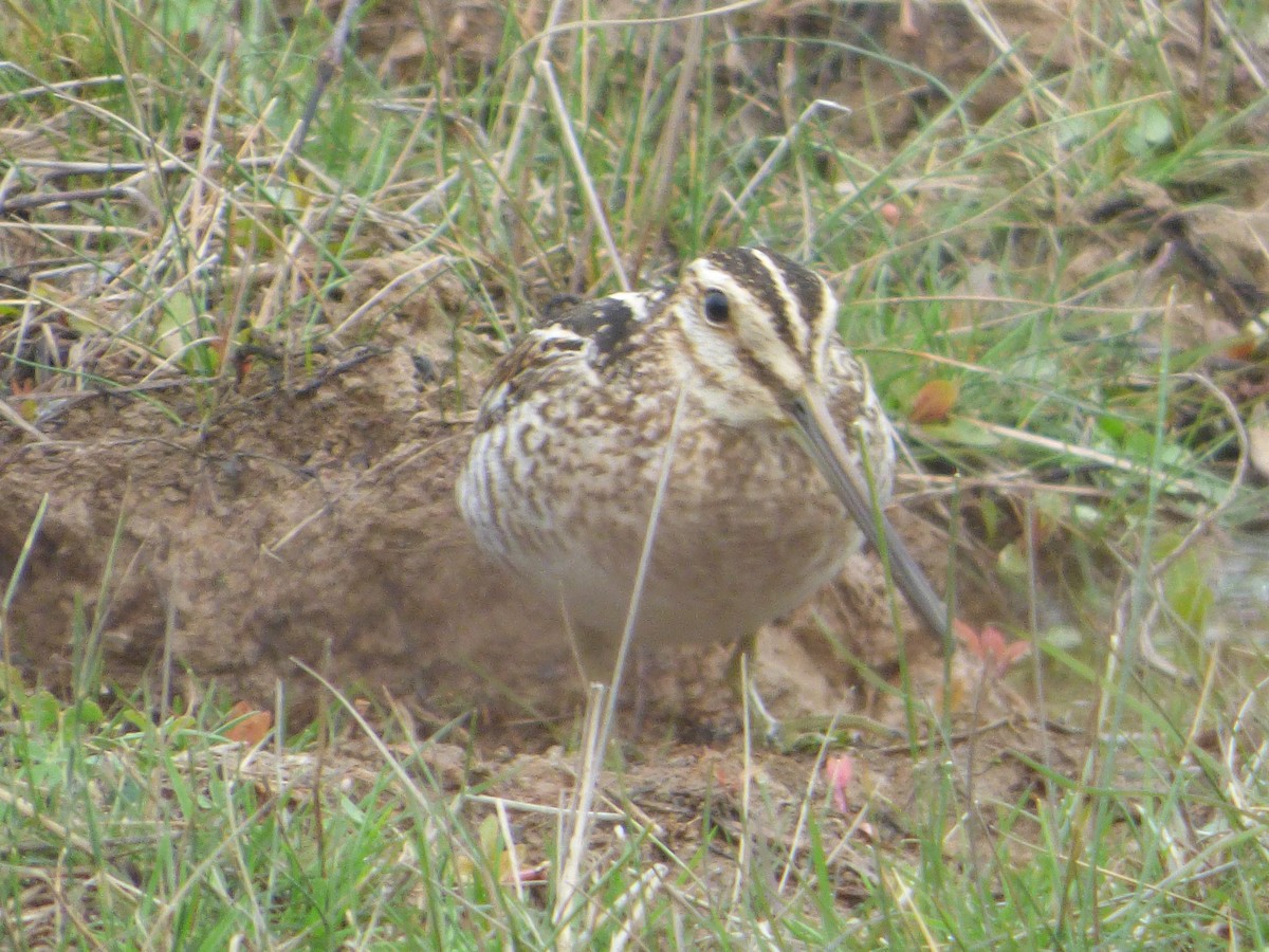 Wilson's Snipe - ML637511599