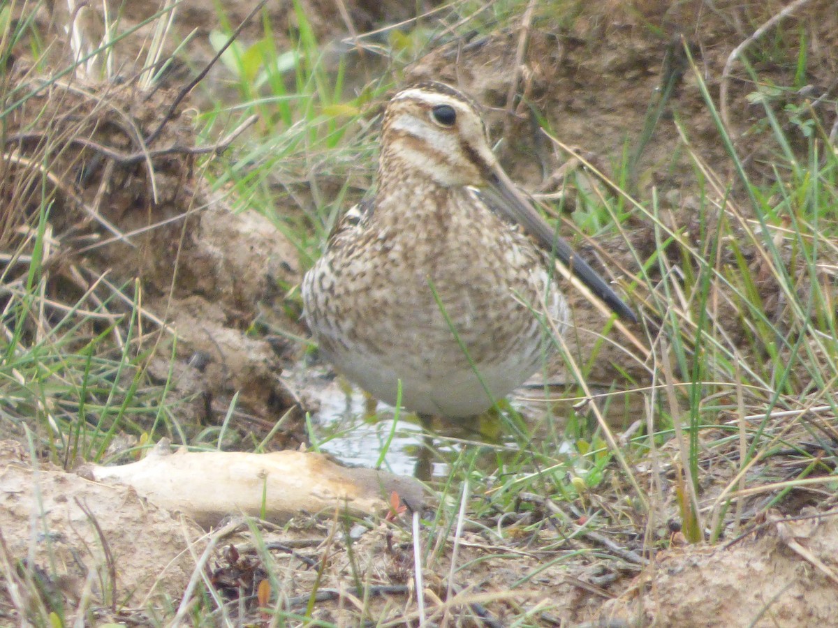 Wilson's Snipe - ML637511600