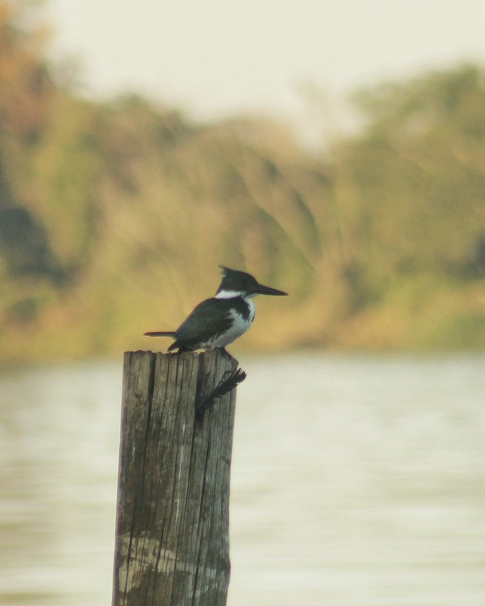 Amazon Kingfisher - ML637511641