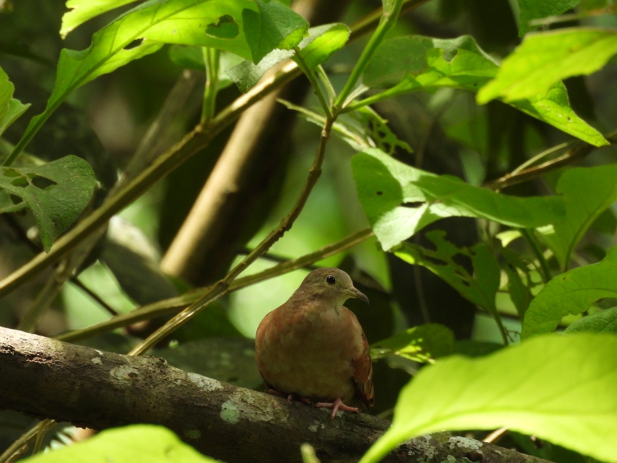 Ruddy Ground Dove - ML637511764
