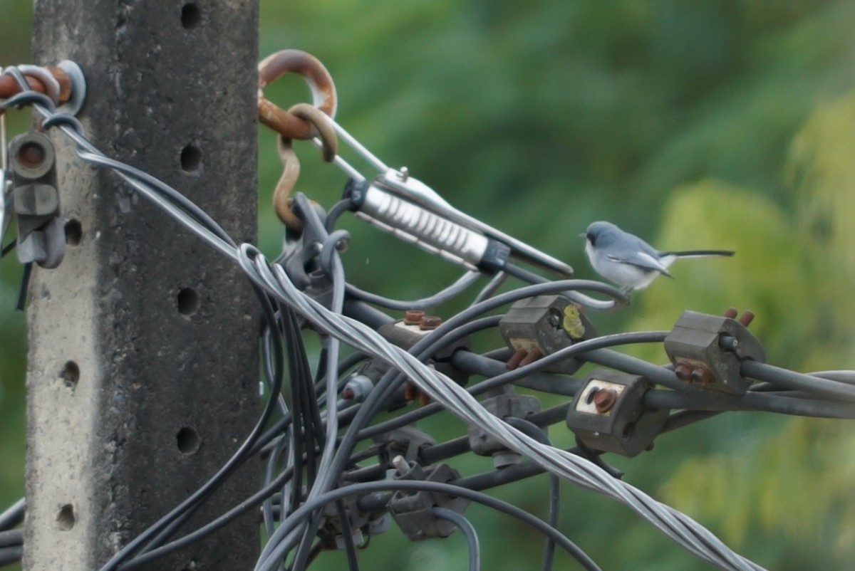 Masked Gnatcatcher - ML637511774