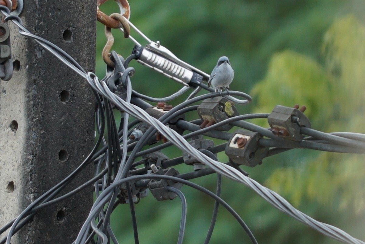 Masked Gnatcatcher - ML637511776