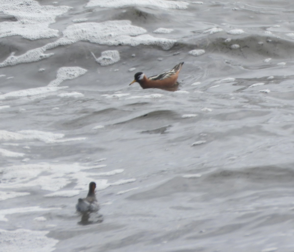 Red Phalarope - ML637511783