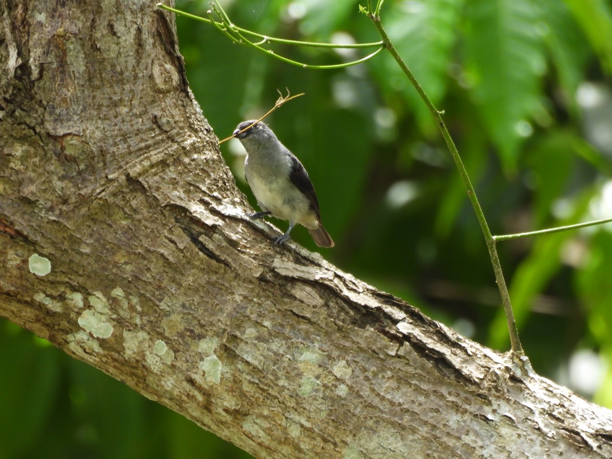 Plain-colored Tanager - ML637511797