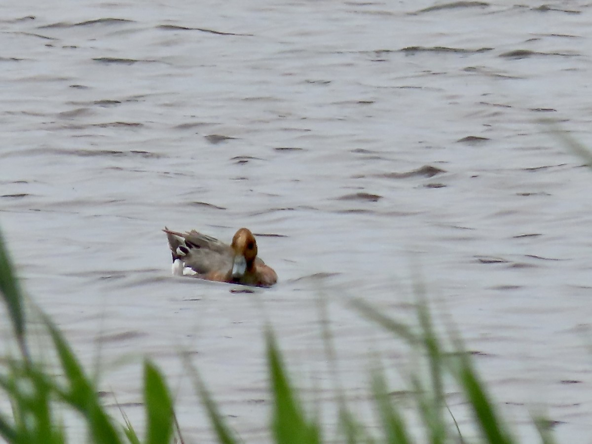 Eurasian Wigeon - ML637511839
