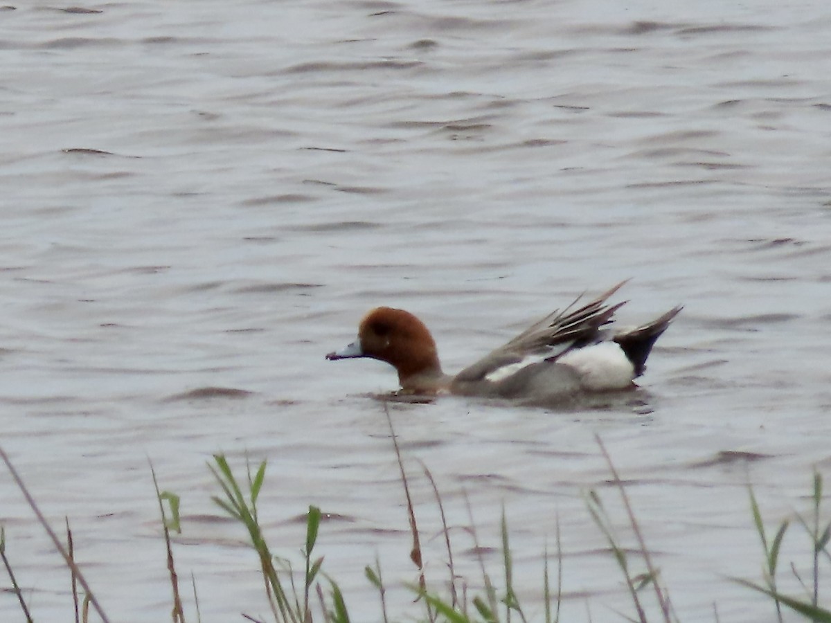 Eurasian Wigeon - ML637511840