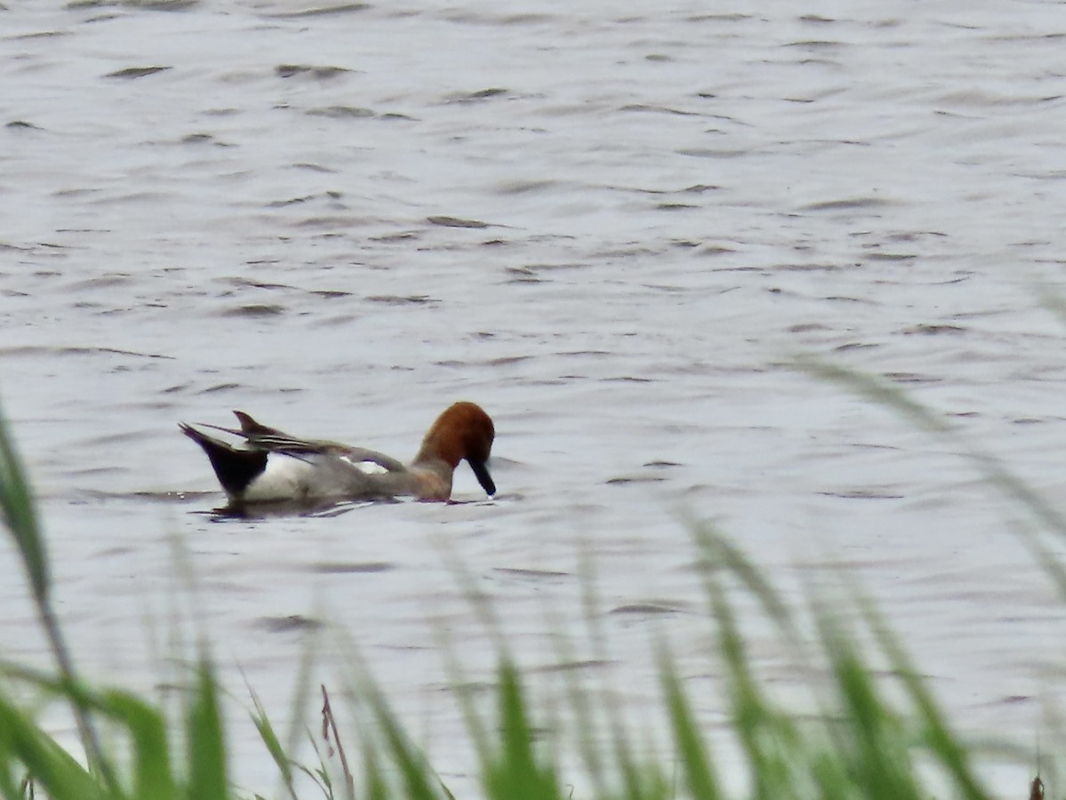Eurasian Wigeon - ML637511841