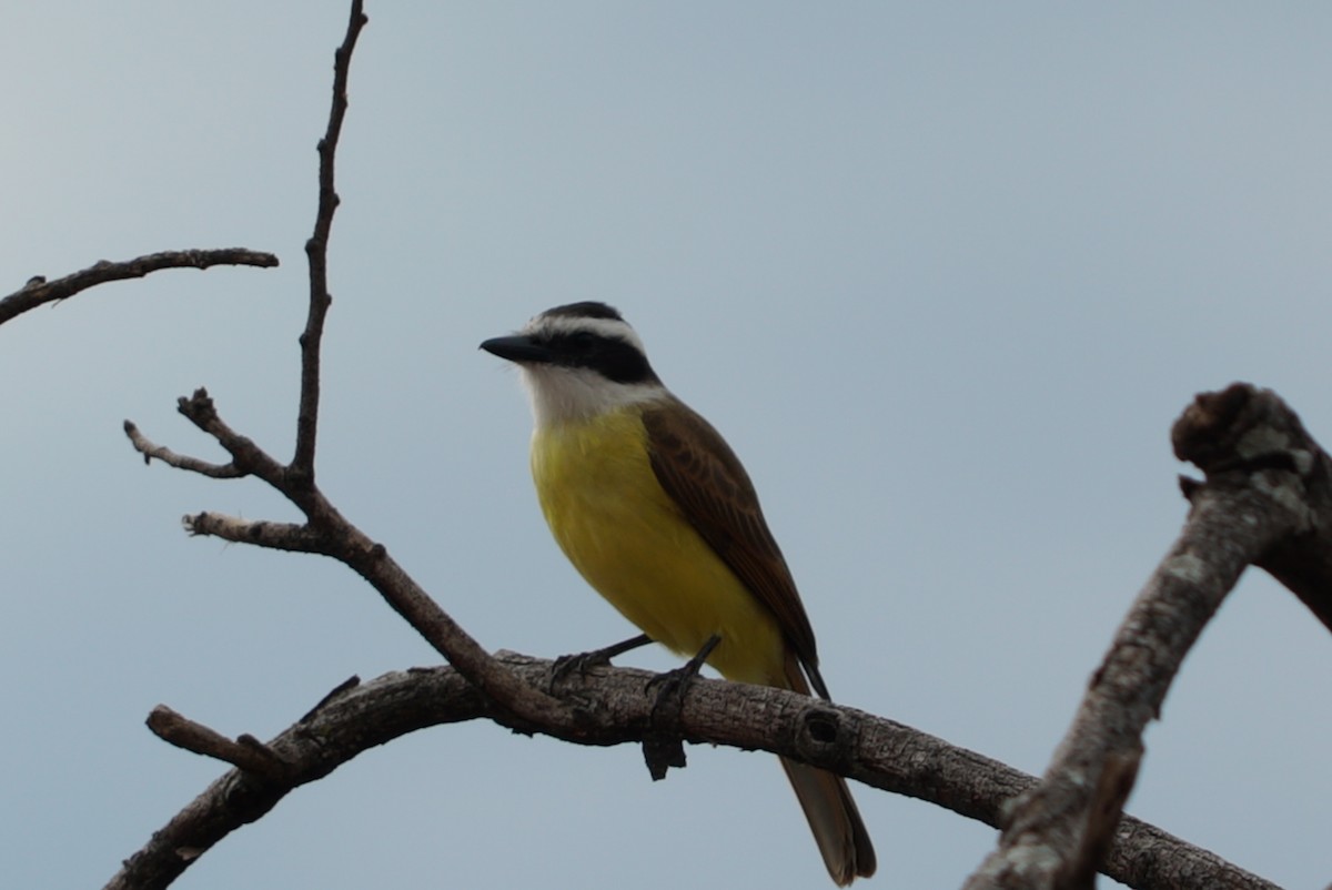 Great Kiskadee - ML637511865