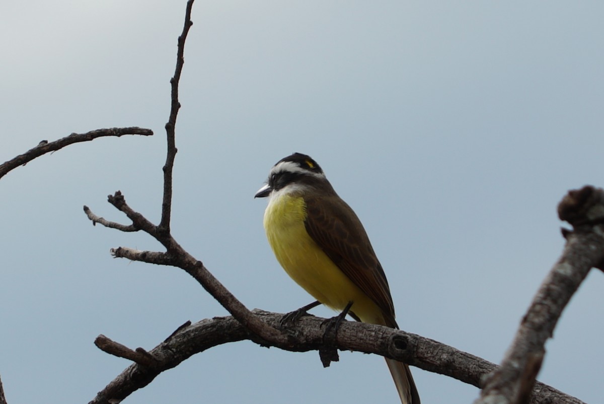 Great Kiskadee - ML637511866
