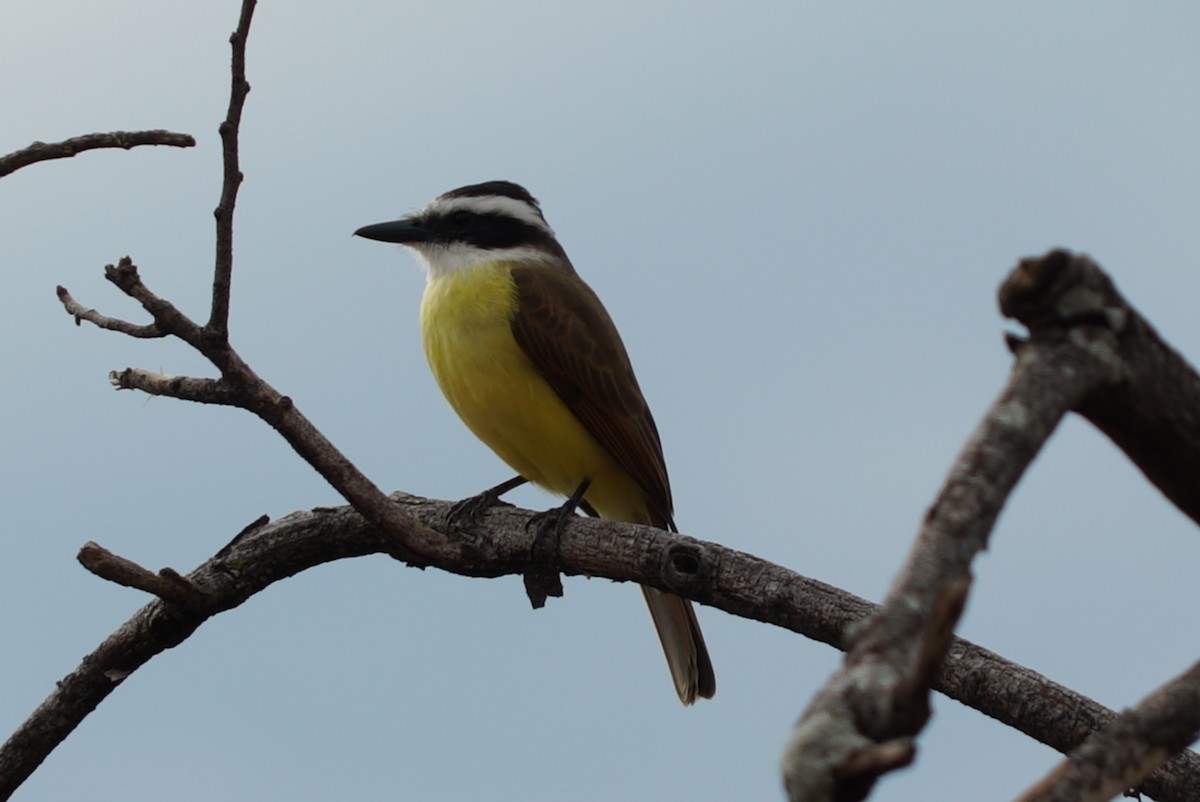 Great Kiskadee - ML637511867