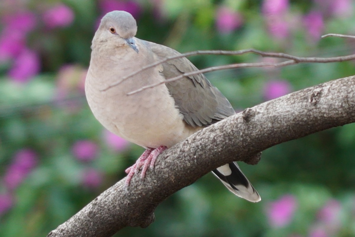 White-tipped Dove - ML637511887