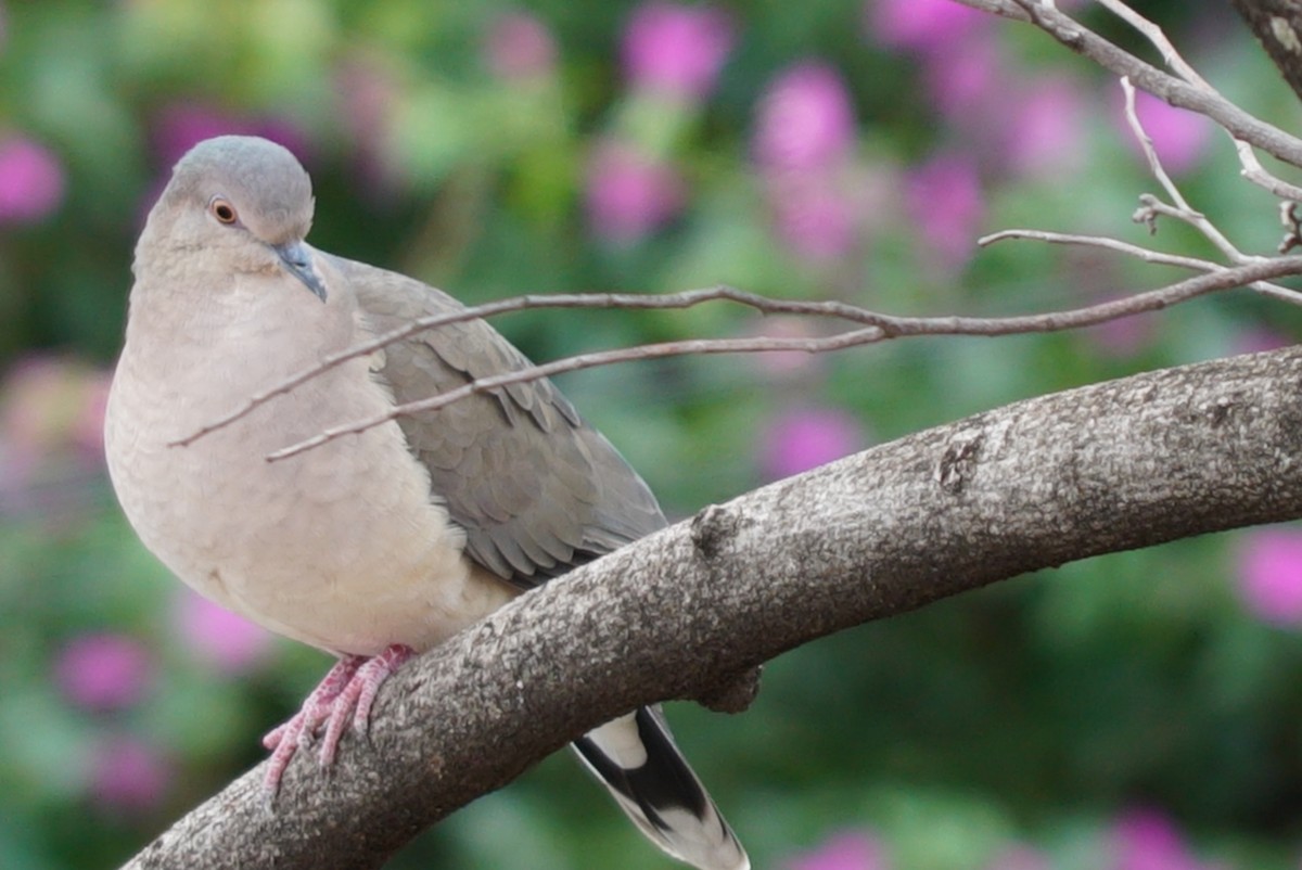 White-tipped Dove - ML637511888