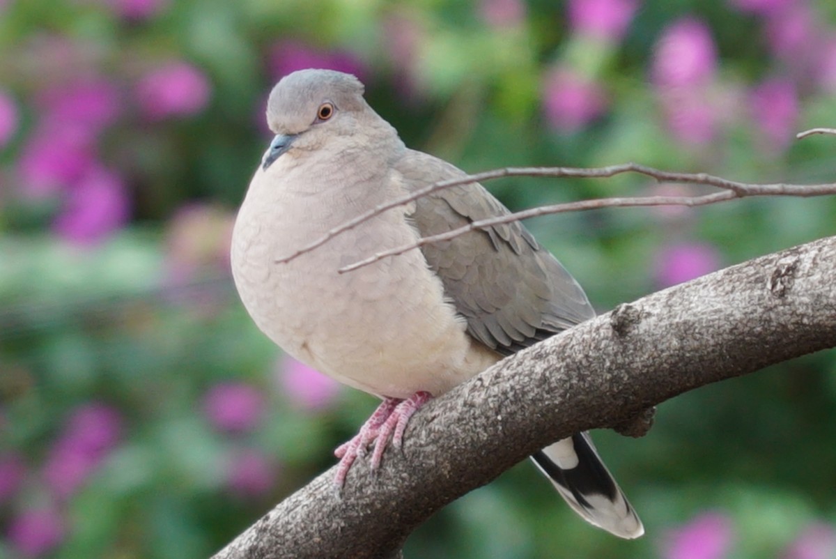 White-tipped Dove - ML637511889