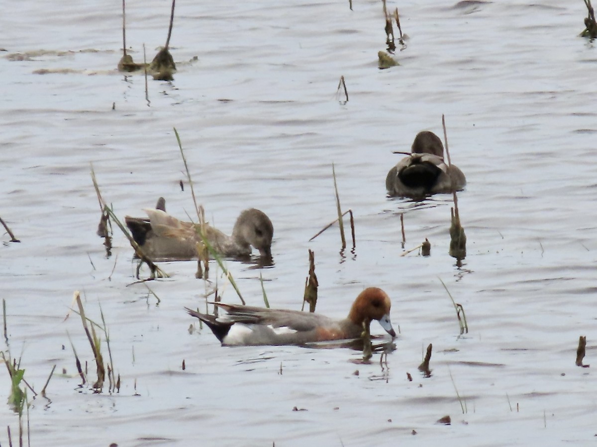 Eurasian Wigeon - ML637511920