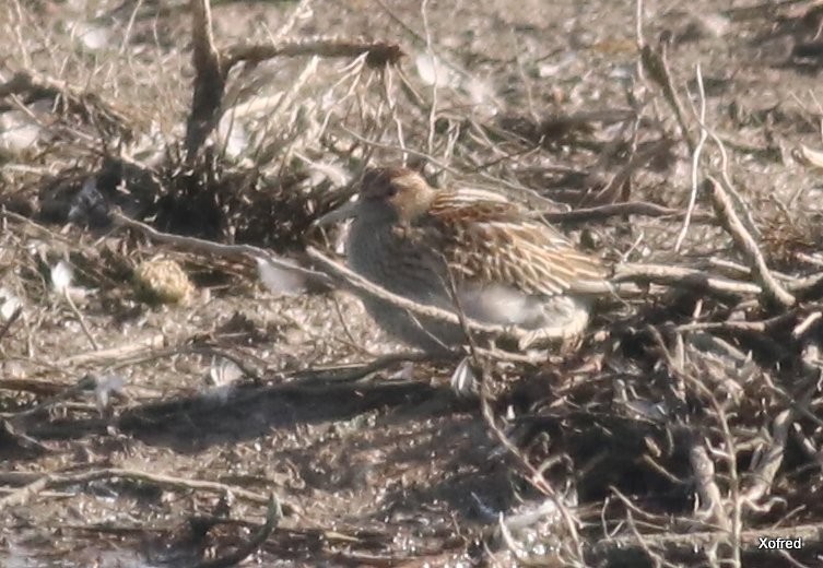 Pectoral Sandpiper - ML637511972