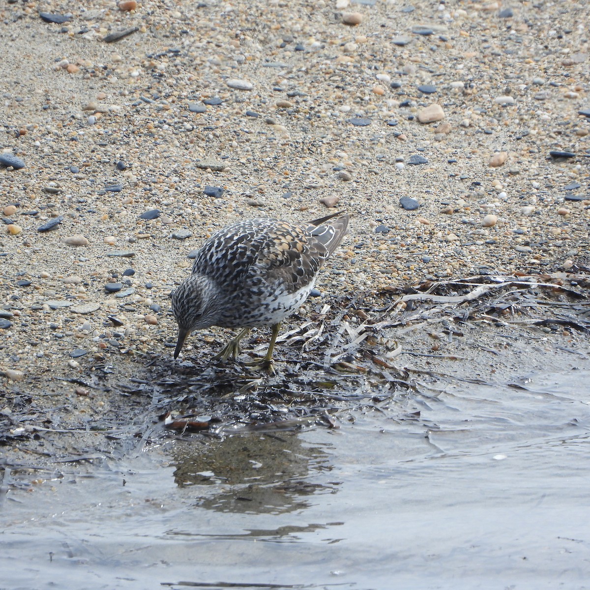 Surfbird - ML637511990