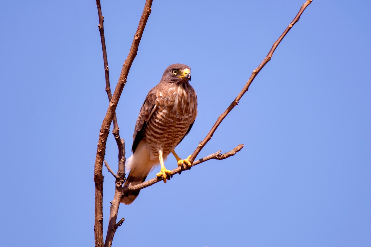 Roadside Hawk - ML63751211