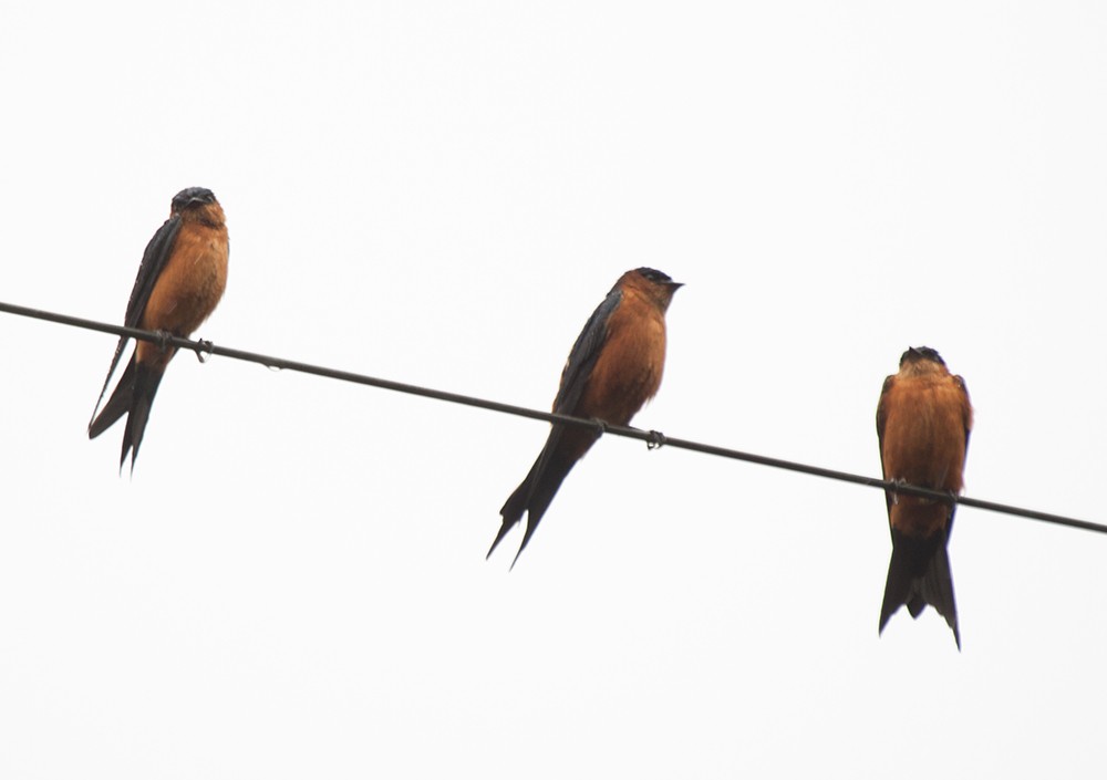 Sri Lanka Swallow - ML637512156