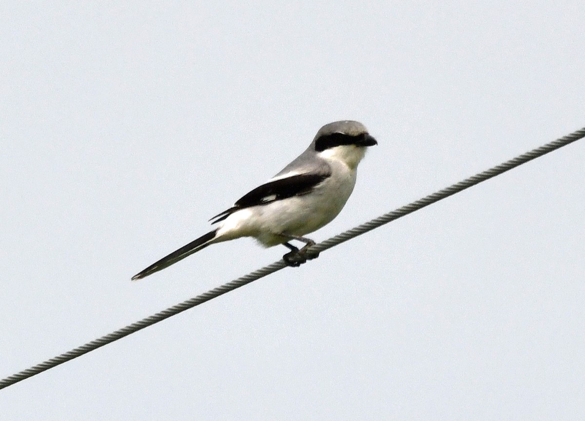 Loggerhead Shrike - ML637512170