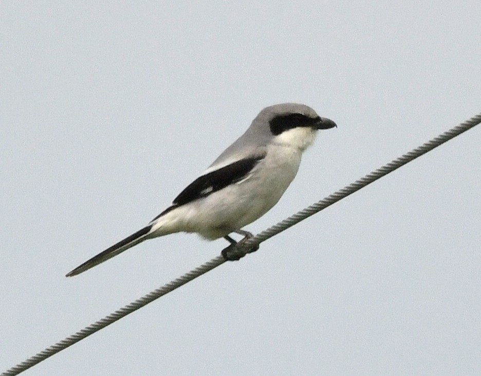 Loggerhead Shrike - ML637512180