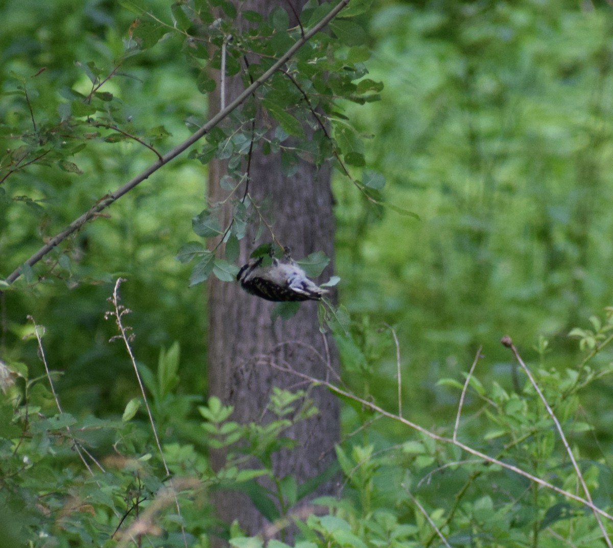 Downy/Hairy Woodpecker - ML637512279