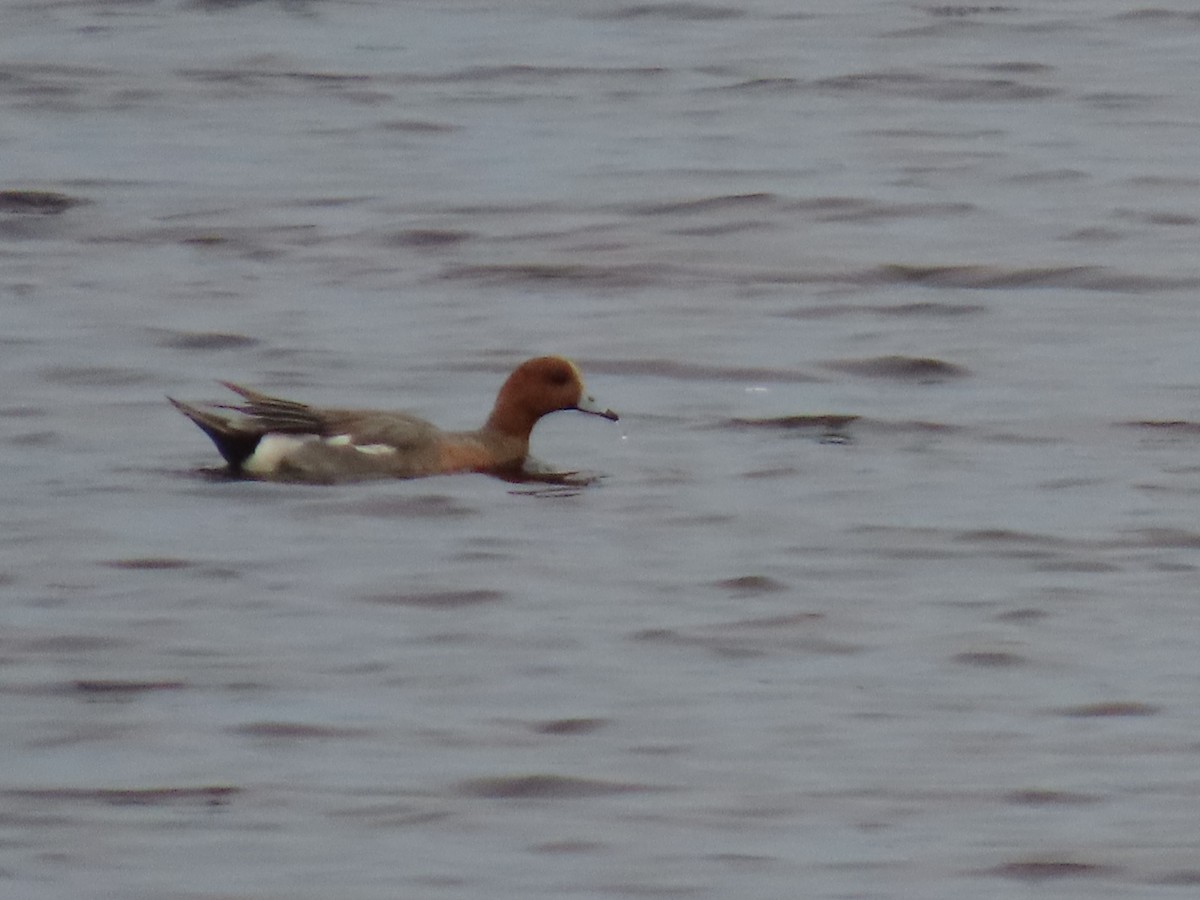 Eurasian Wigeon - ML637512359