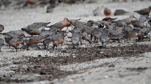 Red Knot - ML637512367