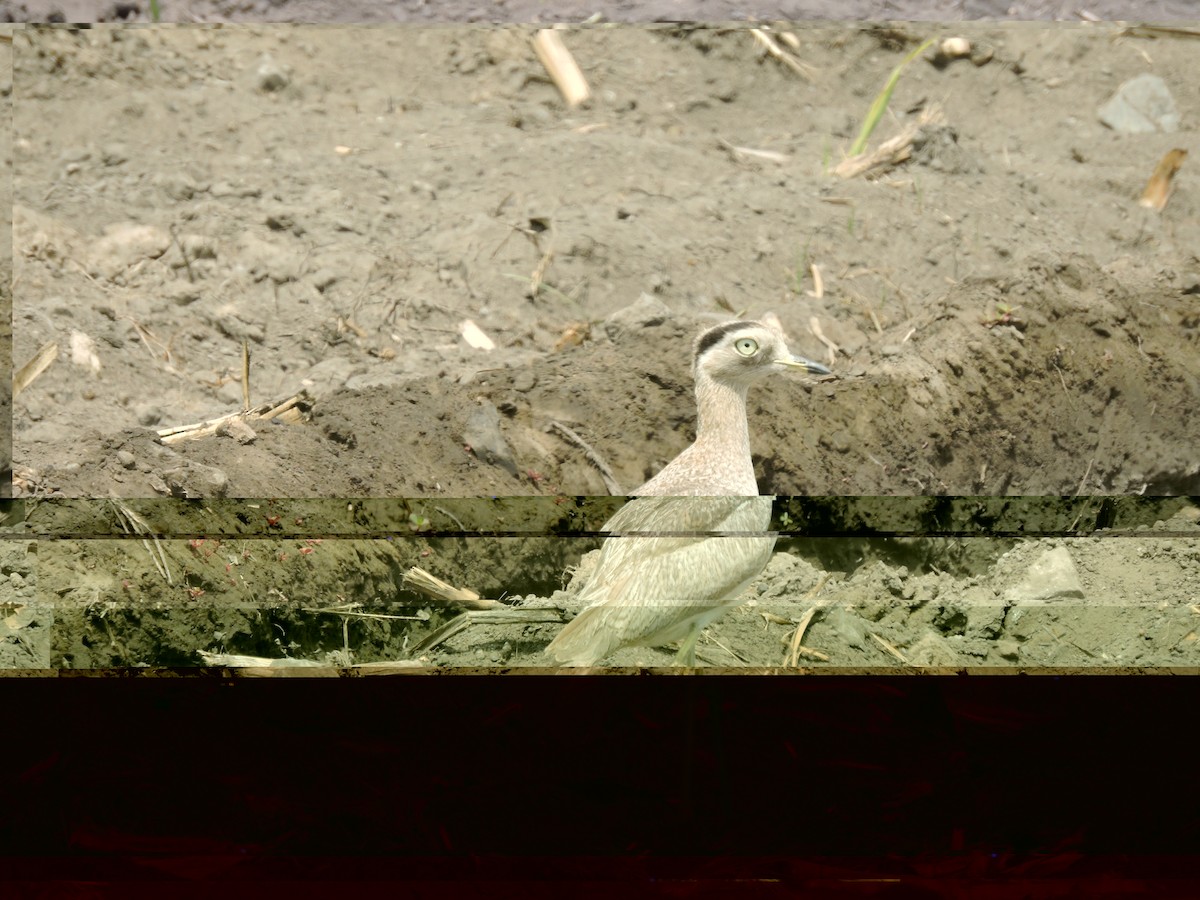 dytík bledý - ML637512379