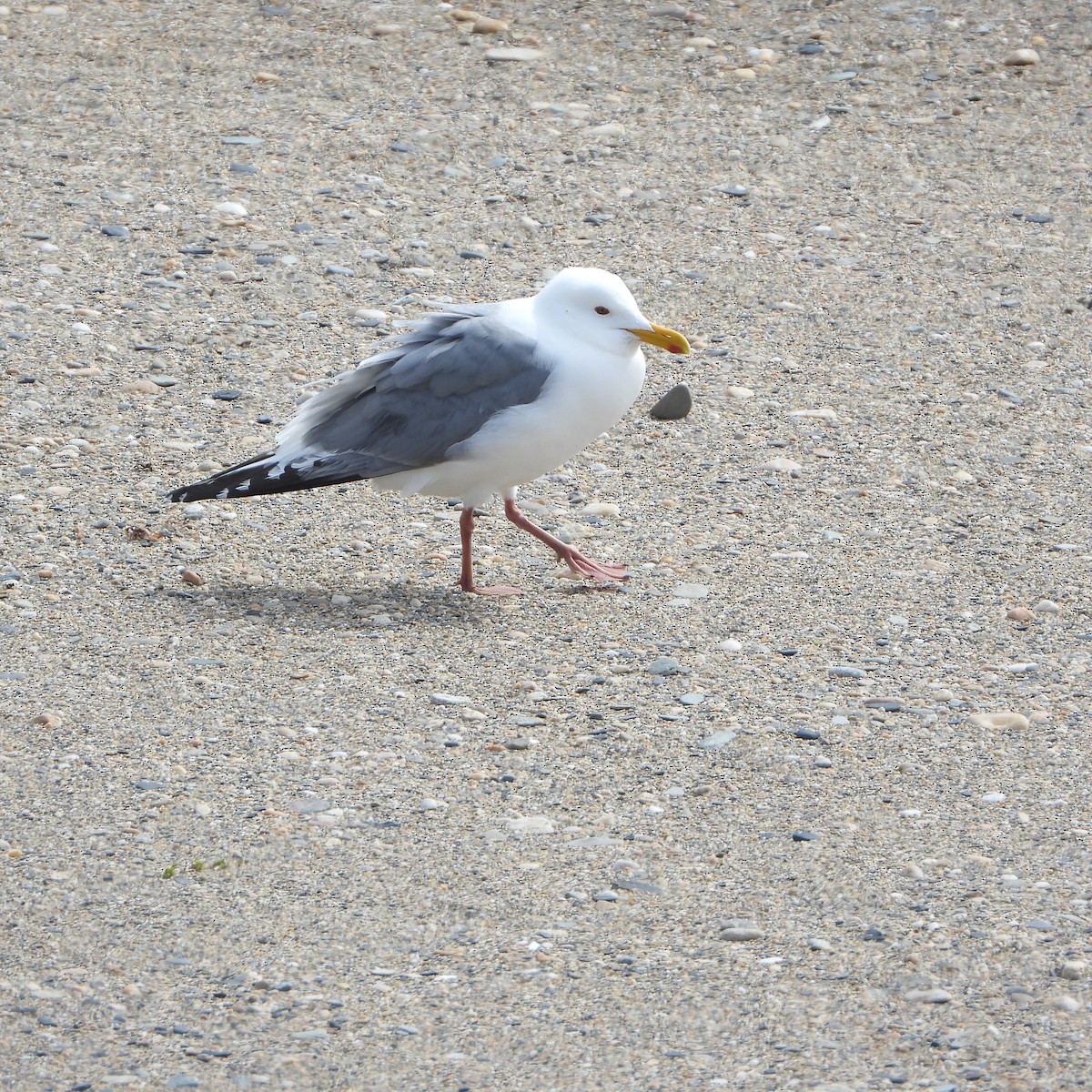 Vega Gull - ML637512386