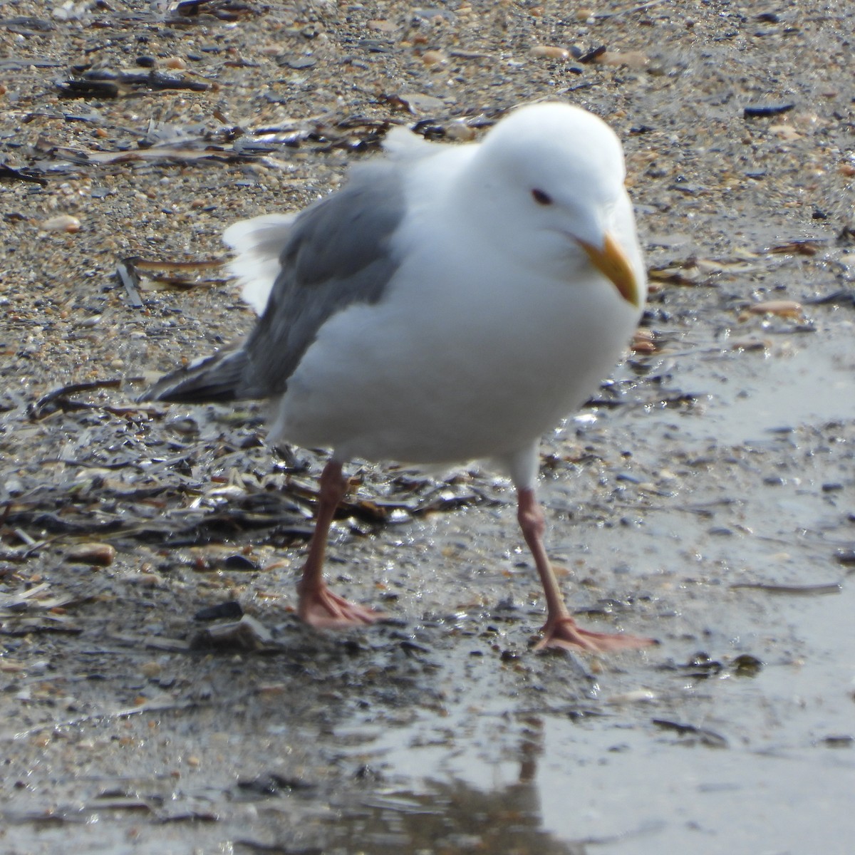 Vega Gull - ML637512397