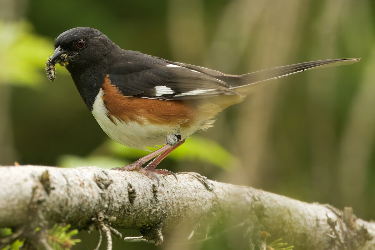 Eastern Towhee - ML637512410