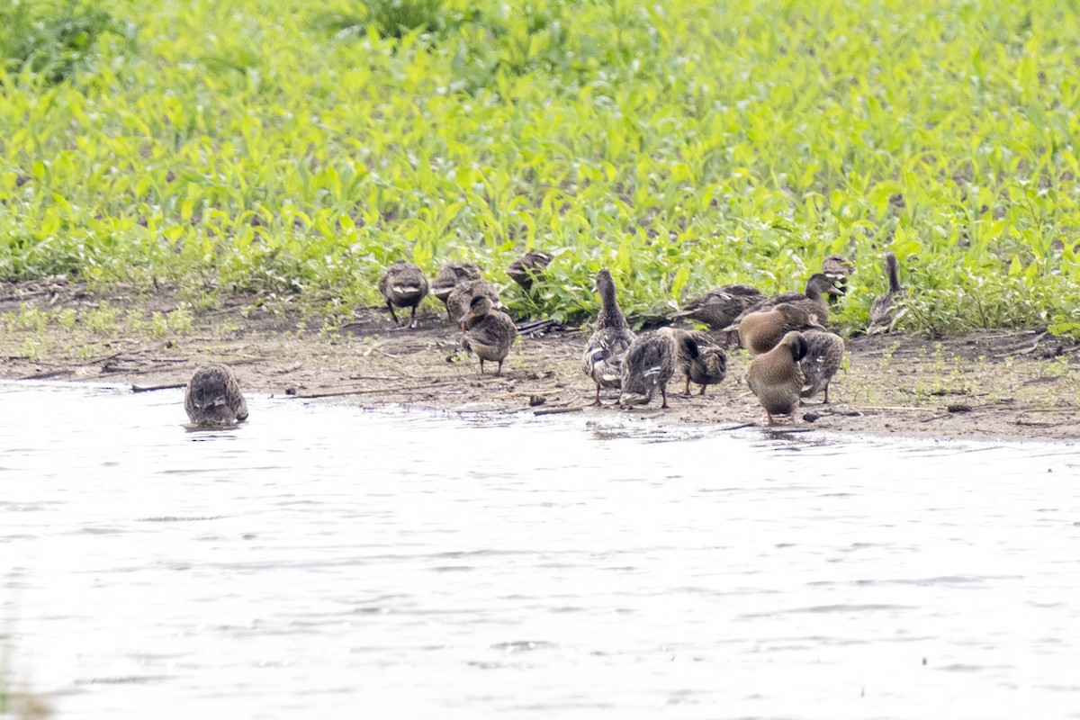 Mallard - ML637512413