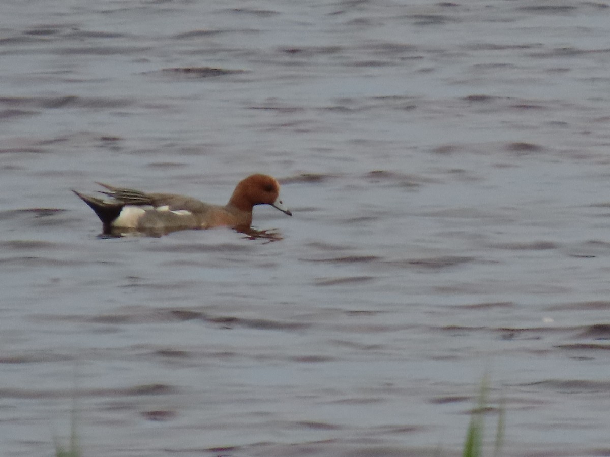 Eurasian Wigeon - ML637512416