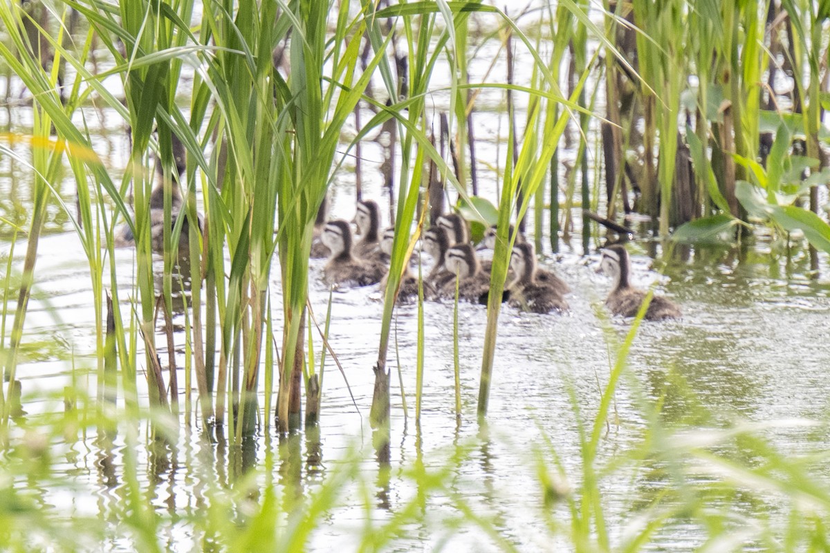 Wood Duck - ML637512423